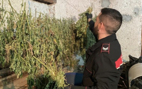 Alano di Piave, scoperta serra con oltre 8 chili di marijuana: arrestato un 35enne