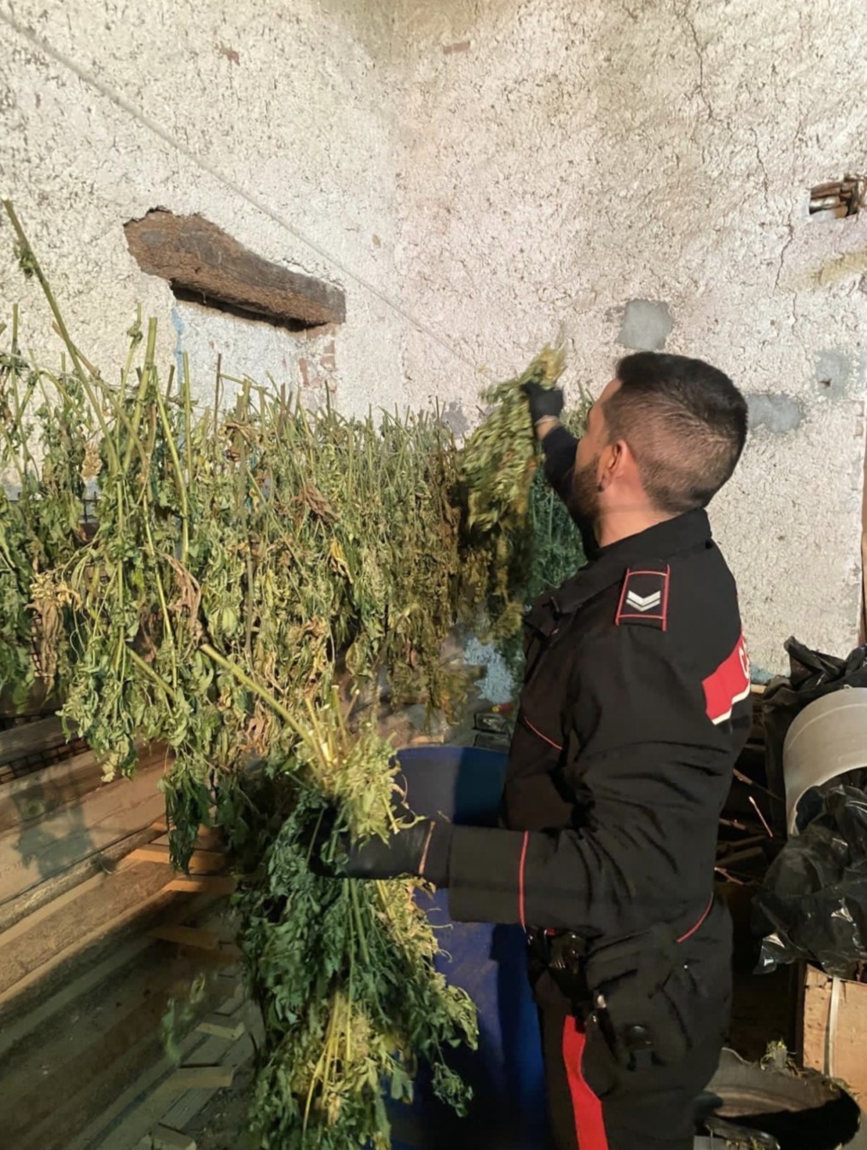 Alano di Piave, scoperta serra con oltre 8 chili di marijuana: arrestato un 35enne