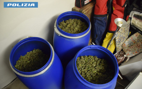 Piantagione di cannabis a Longarone: imprenditore arrestato e subito rilasciato