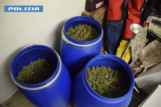 Piantagione di cannabis a Longarone: imprenditore arrestato e subito rilasciato