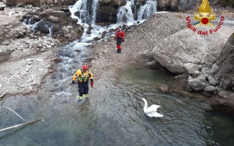 Cigno in difficoltà sul Cordevole, intervento dei Vigili del Fuoco ad Alleghe