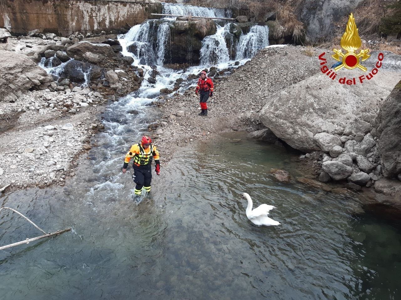 Cigno in difficoltà sul Cordevole, intervento dei Vigili del Fuoco ad Alleghe