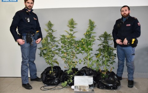 Fuga all’alt della Polizia a Longarone: inseguimento, droga e piante di marijuana