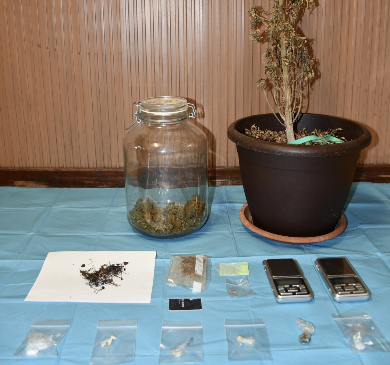 Dalla marijuana all’LSD: scoperto un “campionario” di droga in un’abitazione di Belluno