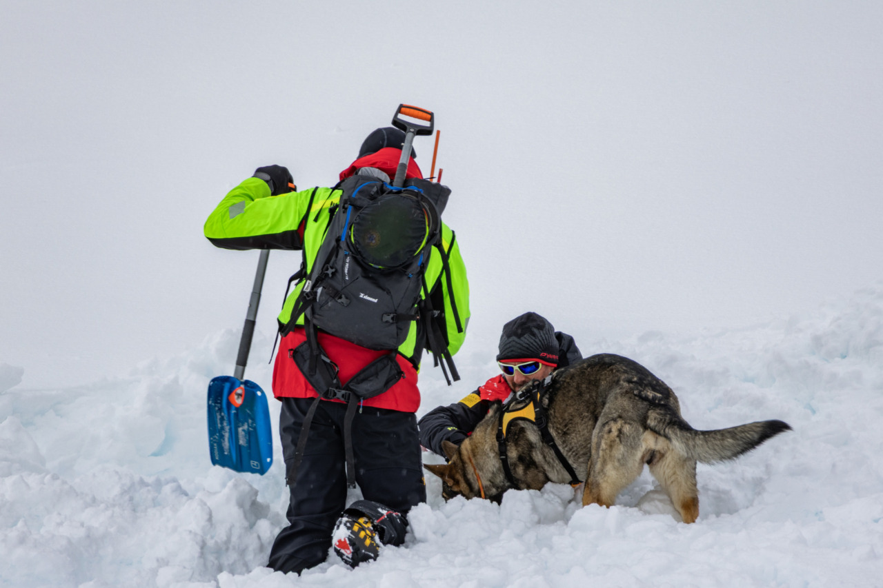 Cortina capitale del soccorso: sulle Dolomiti il corso nazionale delle unità cinofile da valanga