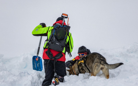 Cortina capitale del soccorso: sulle Dolomiti il corso nazionale delle unità cinofile da valanga