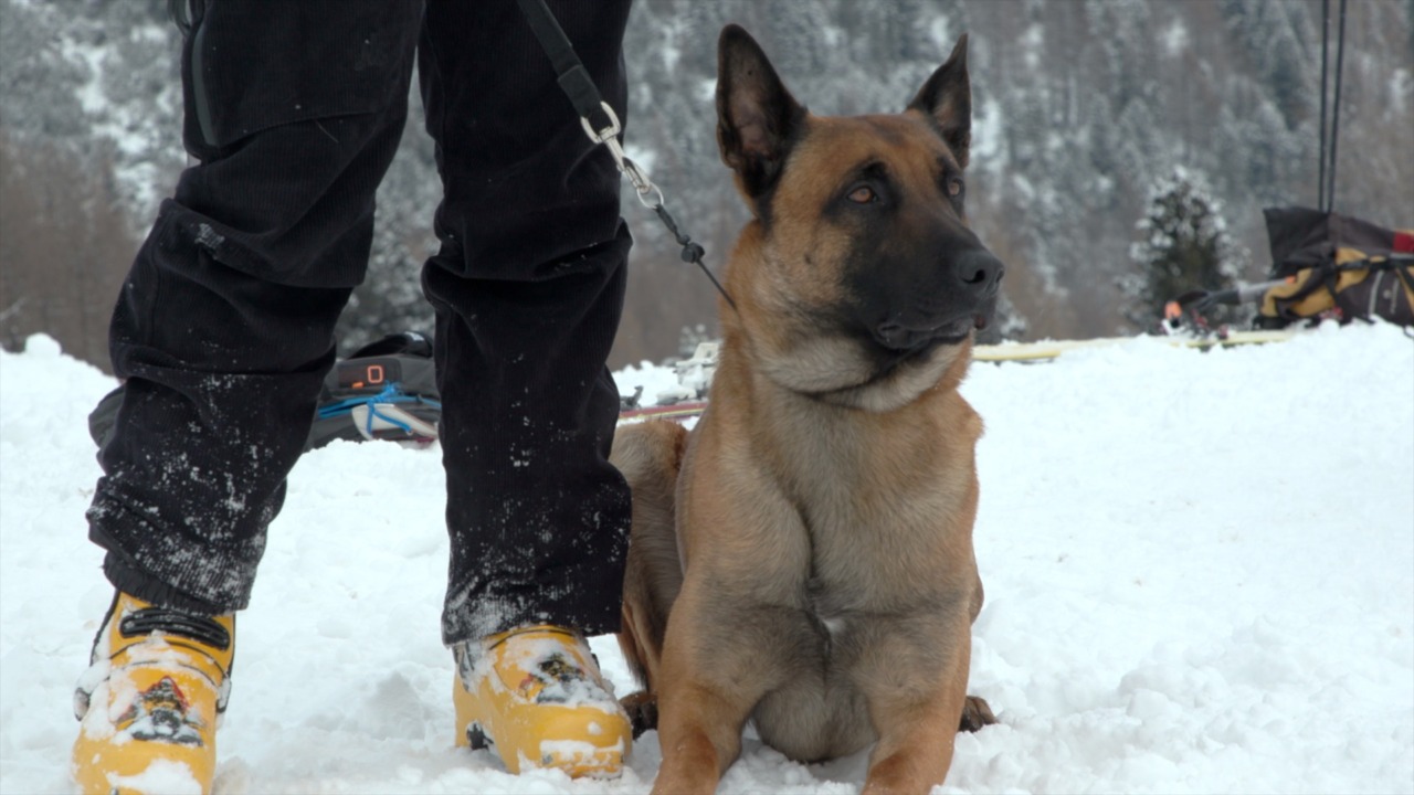Cani eroi della neve: dieci nuove unità cinofile brevettate al corso nazionale valanghe