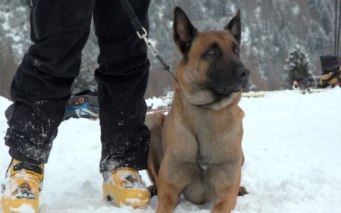 Cani eroi della neve: dieci nuove unità cinofile brevettate al corso nazionale valanghe